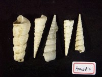 藏品(錐螺)的圖片